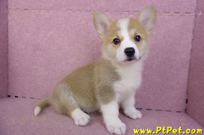 10/13雙色柯基犬母幼犬(雲林古坑)5