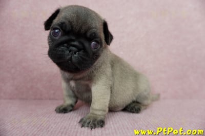 04/02巴哥公幼犬2號(台中外埔)8