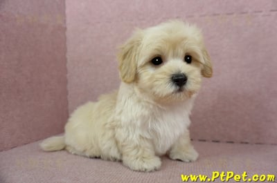 02/14奶油色馬爾泰迪公幼犬(桃園中壢)4