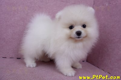 06/23迷你型松鼠白博美公幼犬(新北板橋)4