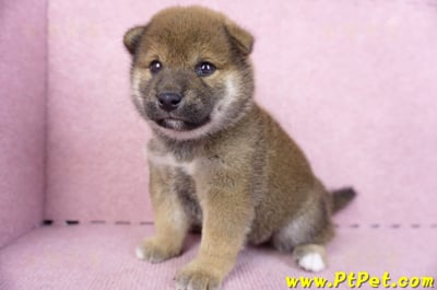 11/19赤色柴犬母幼犬(新北五股)7