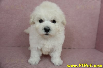 01/13泰迪比熊公幼犬(桃園市)1