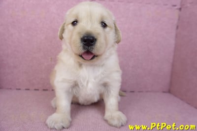 01/10黃金獵犬母幼犬2號(台南安平)1