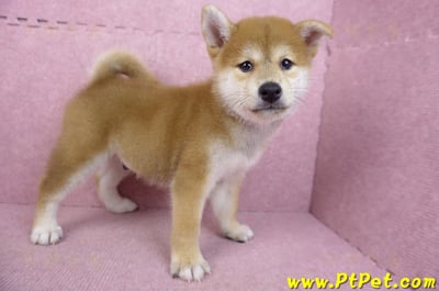 06/02赤色柴犬公幼犬(高雄林園)6