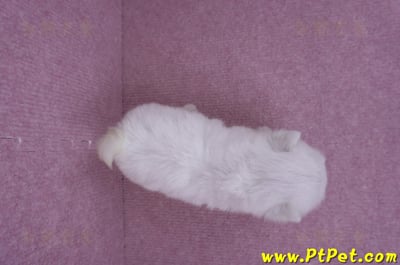 07/26迷你型馬爾濟斯 I 母幼犬(高雄大社)9