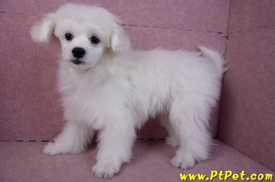 08/11馬爾濟斯公幼犬8