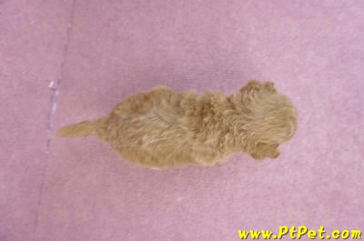 08/12泰迪比熊母幼犬4號(台北松山)8