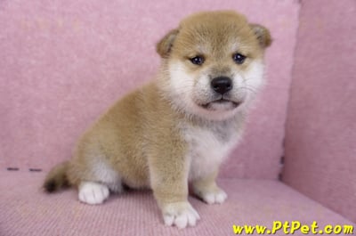 09/10赤色柴犬母幼犬3