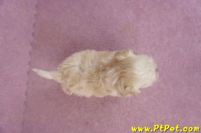 11/02馬爾泰迪 II 公幼犬2號(偏小)(台北信義)10