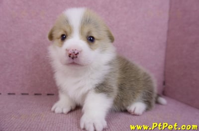 11/05雙色柯基犬公幼犬2號(桃園平鎮)4