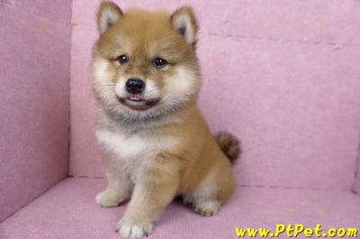 03/09赤色長毛柴犬公幼犬(高雄三民)11