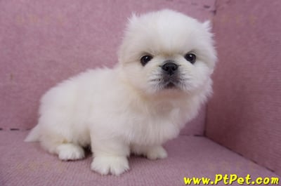 12/17北京狗公幼犬1號5