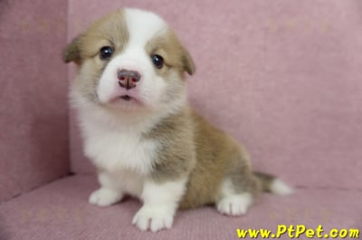 04/14雙色柯基犬母幼犬1號(高雄仁武)6