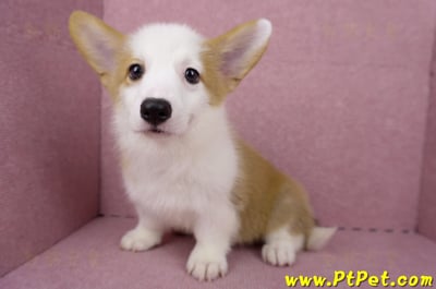 05/09雙色柯基犬母幼犬(台北萬華)10