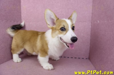 04/28雙色柯基犬公幼犬(屏東潮州)5