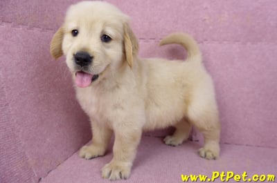 07/18黃金獵犬公幼犬1號(台北內湖)13