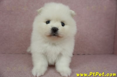 12/27迷你型松鼠白博美母幼犬1號(高雄鳳山)1