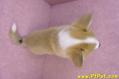 11/30雙色柯基犬母幼犬(屏東萬巒)13