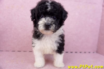 07/10迷你型花貴賓母幼犬2號(台南中西)2