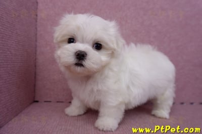 06/26迷你型馬爾濟斯公幼犬2號(高雄前金)10