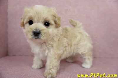 03/02馬爾泰迪母幼犬2號(台東卑南)10