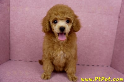 05/22迷你型紅貴賓母幼犬(屏東高樹)4