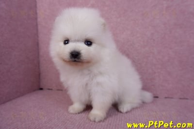 10/11松鼠白博美公幼犬3號(高雄六龜)6