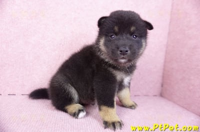 10/15黑色柴犬公幼犬2號(屏東九如)4