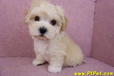 11/23馬爾泰迪母幼犬2號(南投草屯)9