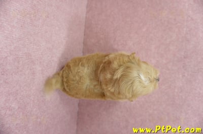 04/23奶油色馬爾泰迪公幼犬1號(新北蘆洲)10