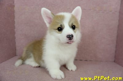 01/25雙色柯基犬公幼犬(基隆中山)7