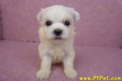 03/20馬爾濟斯母幼犬1號1