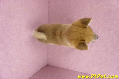 06/09赤色柴犬公幼犬1號(桃園)12