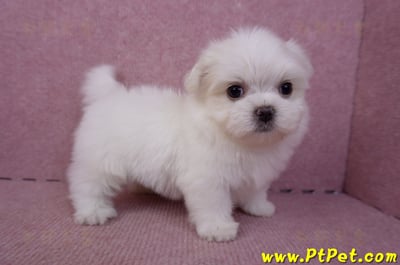 06/26迷你型馬爾濟斯公幼犬1號(台北南港)8