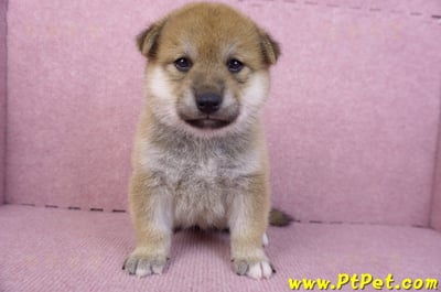 12/10赤色柴犬母幼犬1