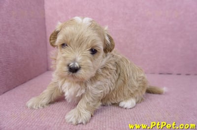 02/20馬爾泰迪公幼犬9