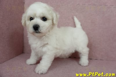 12/01比熊犬母幼犬1號（台北中山）9