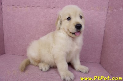 07/18黃金獵犬公幼犬3號(桃園中壢)8