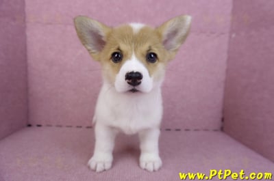 10/13雙色柯基犬母幼犬3號(台南北區)2