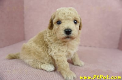 03/12泰迪比熊母幼犬2號(新北三峽)3