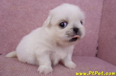 09/06白北京狗母幼犬7