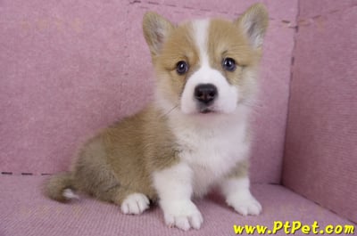 11/05雙色柯基犬公幼犬2號(屏東內埔)6