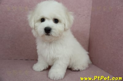 12/01比熊犬公幼犬(屏東市)12