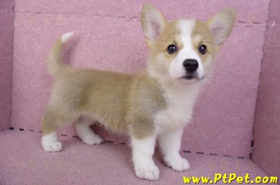 10/13雙色柯基犬母幼犬(雲林古坑)7