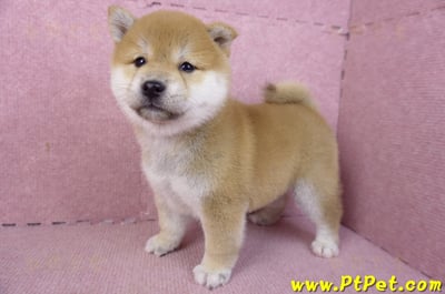 02/06赤色柴犬母幼犬3號(高雄左營)9