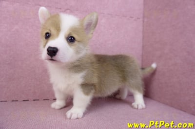 10/13雙色柯基犬公幼犬2號(台中南屯)8