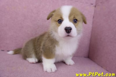 11/30雙色柯基犬公幼犬1號(屏東萬丹)4