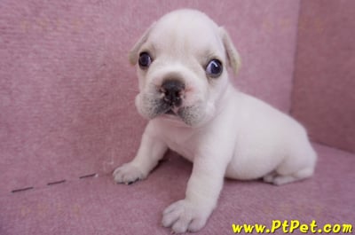 03/21奶白色法國鬥牛公幼犬3號5