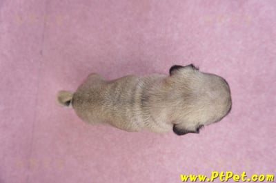 05/28巴哥母幼犬7
