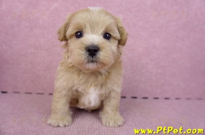 11/02馬爾泰迪 I 公幼犬(屏東市)1